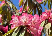 以马银花开花的方法与技巧（助你成为花草专家，让以马银花绽放绚烂花海）