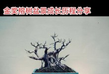 盆景榕树为何频繁掉叶？（探究盆景榕树叶片脱落的原因及应对方法）