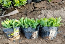 松果菊的种植方法与技巧（以松果菊为例，分享种植和护理要点）