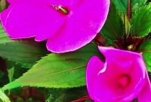 凤仙花——常绿的神秘花卉（探究凤仙花的常绿性）