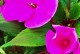 凤仙花——常绿的神秘花卉（探究凤仙花的常绿性）