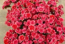 冬天在家里怎么养护花？（家中花卉养护的小贴士）
