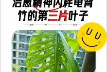 龟背竹深盆与浅盆的选择（做正确的选择让龟背竹茁壮成长）
