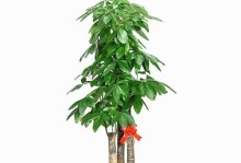 步步高树的理想种植场所（选择最适合生长环境，让步步高树健康成长）