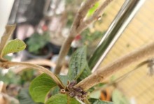 冬季花叶冻伤处理方法（科学措施帮助恢复受损花叶生机）