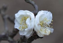 梅花（梅花的本质是花还是树？）