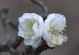 梅花（梅花的本质是花还是树？）