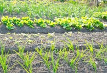 菊苣生长的环境条件及特点（了解菊苣生长的要素，提高种植产量）