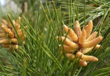 糯米是裸子植物吗？——揭开糯米的真面目（了解糯米的生长特点和分类鉴别，提高生活品质）