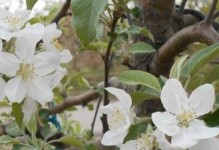 苹果花的颜色和特点（探寻苹果花的色彩奥秘）