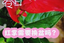 红掌根烂了，怎么办？（害怕红掌枯萎？教你如何拯救根烂的红掌！）
