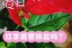 红掌根烂了，怎么办？（害怕红掌枯萎？教你如何拯救根烂的红掌！）