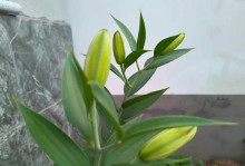 香水百合的花后管理指南（如何正确照顾开花后的香水百合）