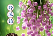 种植铃兰根的步骤与技巧（打造美丽花园的首选，掌握这些关键要点）