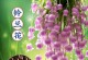 种植铃兰根的步骤与技巧（打造美丽花园的首选，掌握这些关键要点）