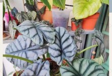 家里种海芋，能否改善风水？（探讨海芋在家居风水中的地位与作用）