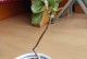 长寿花叶干的原因及处理方法（为什么长寿花叶会干枯？如何保持长寿花的叶片鲜绿？）