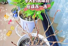 冬季养护秀球花，让它绽放绚丽花海（寒冷季节中打造温暖的花卉盛宴）