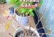 冬季养护秀球花，让它绽放绚丽花海（寒冷季节中打造温暖的花卉盛宴）
