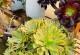 多肉法师怎么养？-手把手教你养好多肉植物！