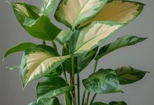 合果芋修剪指南（打造优美叶型，营造美丽视觉）