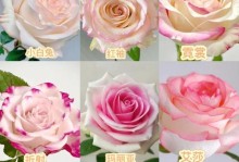 粉色与红色玫瑰的花语（探寻玫瑰的情感象征）