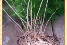 养蓬莱松的秘诀（打造繁茂浓密的蓬莱松，让家园更美丽）