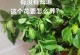 如何养护桅子花的秘诀（掌握桅子花的生长要点，打造花坛的明星）