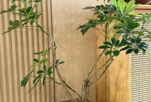 大鸭脚木修剪造型指南（打造美丽庭院的关键技巧）