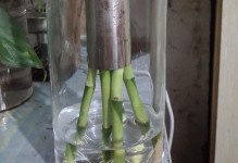 富贵竹生根的最佳季节（探寻富贵竹生根的奥秘）