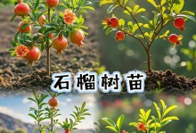 石榴树嫁接方法详解（掌握嫁接技巧，让石榴结出更多的果实）