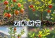 石榴树嫁接方法详解（掌握嫁接技巧，让石榴结出更多的果实）