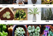 如何正确养护夏天爱染锦多肉（多肉植物养护全攻略，让你的夏天爱染锦更美丽）