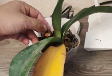 蝴蝶兰叶黄了怎么处理？（教你有效处理蝴蝶兰叶片变黄的方法）