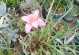 韭菜莲的种植方法（掌握种植韭菜莲的技巧，享受丰收的乐趣）