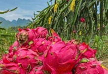 火龙果树不开花的原因（探究火龙果树不开花的原因及解决方法）