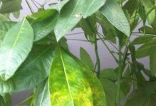揭秘毛萼口红花叶子黄斑之谜（了解黄斑形成原因及应对措施）