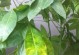 揭秘毛萼口红花叶子黄斑之谜（了解黄斑形成原因及应对措施）
