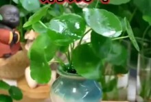 探秘铜钱草的养殖之道（打造健康繁茂的鱼缸铜钱草生态）