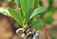 如何处理结香叶子干枯掉叶的问题（教你恢复结香叶子的健康状态，让它重新焕发生机）