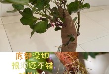 水培红薯腐烂解决方法（从根源避免腐烂，救治腐烂红薯一网打尽）