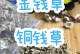 金钱草的养殖方法和注意事项（打造室内绿意，快乐种植金钱草）