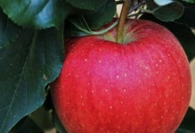 苹果树的知识（探秘苹果树生长、特点和种植）