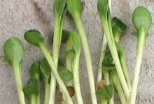 绿豆是一年生的双子叶植物（结构、生长习性及营养价值探析）