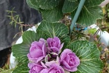 羽衣甘蓝如何开花？（羽衣甘蓝开花技巧、养护要点及注意事项）