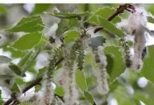 探究杨树花的性别特征和生殖方式（探究杨树花的性别特征和生殖方式）