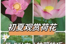 荷花开花凋谢的过程（探究荷花开花的周期和凋谢的时间）