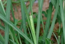 牛筋草究竟是什么植物？（揭开牛筋草的真面目，解密其种类分类）