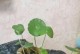 铜钱草土养的技巧与方法（打造爆盆效果的秘诀分享）