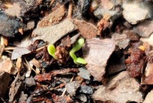 为什么家里不能养雏菊？（探究雏菊的不适应环境和养护难度）